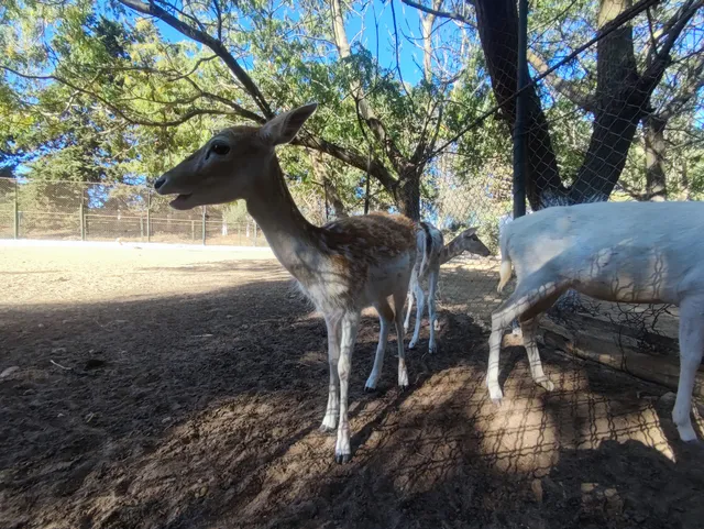 حديقة الحيوانات بن عكنون