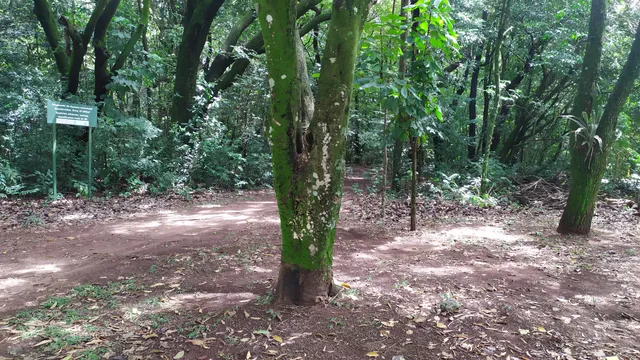 Bosque Santa Marta