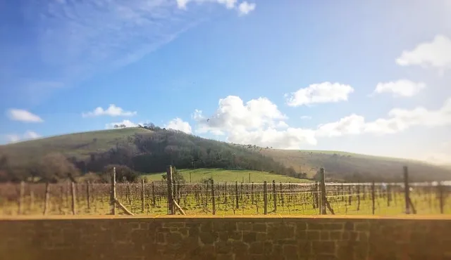 Breezy Ridge Vineyard