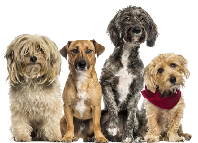 Muddy Buddy - Pet Wash & Grooming