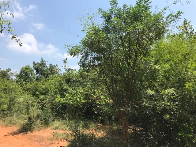 photo-2