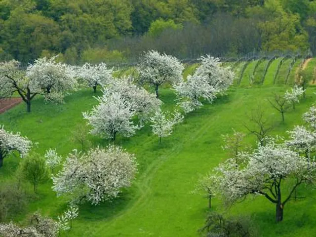 Byzantine Settlement - Castle of Rentina