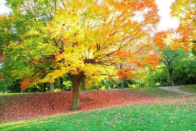 Kurpark Bad Schmiedeberg