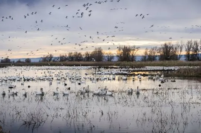 Sacramento National Wildlife Refuge