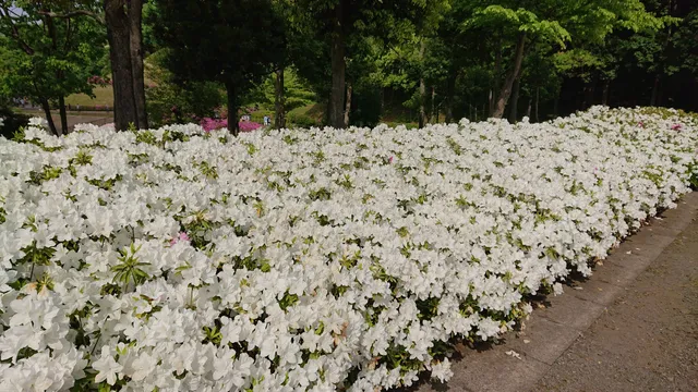 Atsugi Tsutsuji no Oka Park