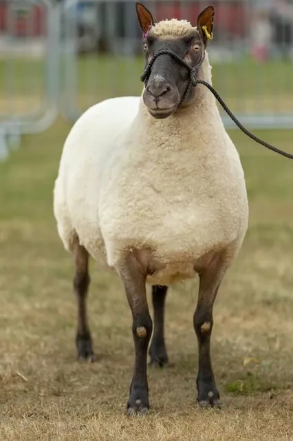 Great Yorkshire Show