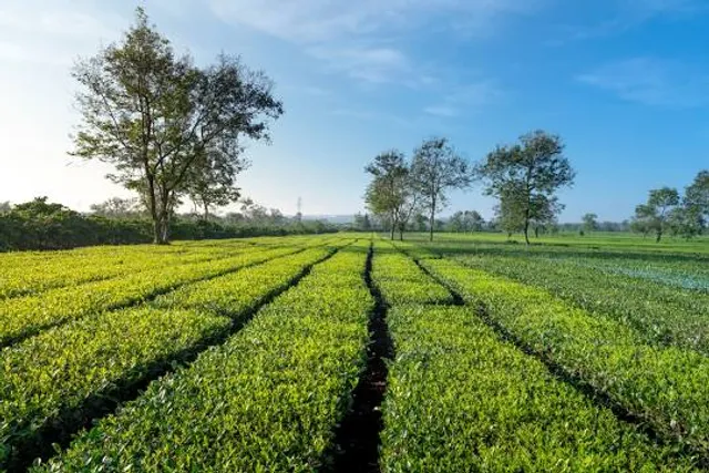 Đồng chè Biển hồ