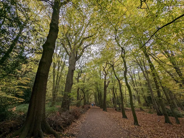 Highgate Wood