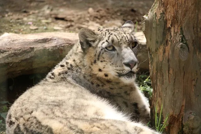 Snow Leopard Exhibit