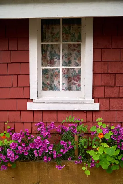 Siri Uncle's Bengal Currant Garden