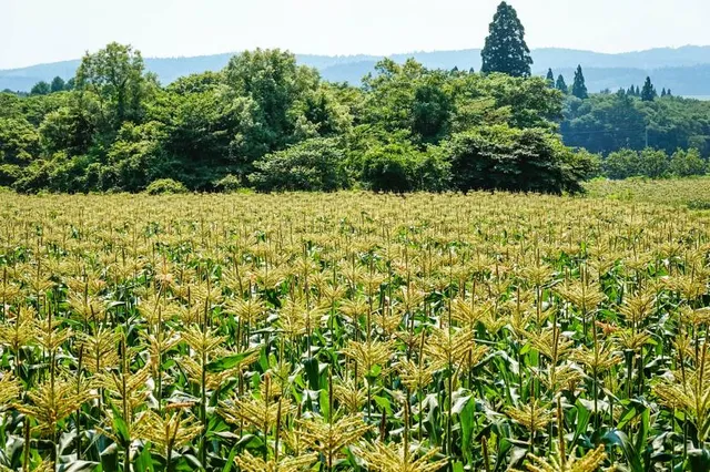 Kurohime Kogen Snow Park