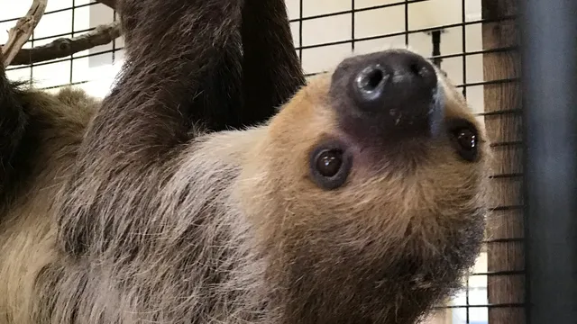 Wendt's Wildlife Adventure