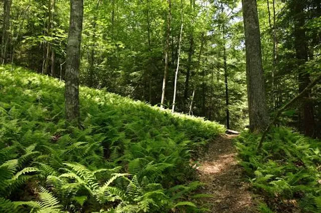 Fern Glade Platypus Reserve