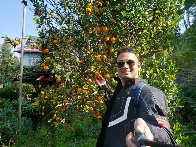 Orange garden Mirik