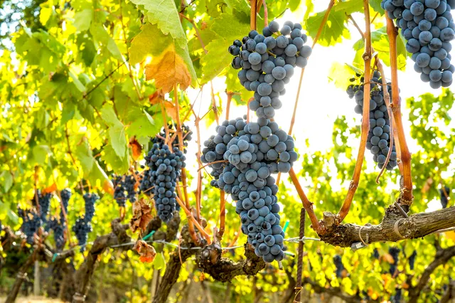 Pietro Beconcini Agricola