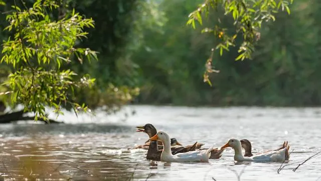 Ochiaigawa rest waterside