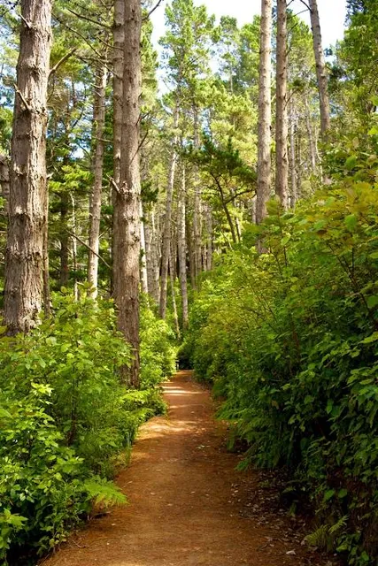 Wellington Town Belt Hikes