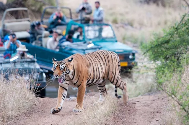 Sariska Safari Booking