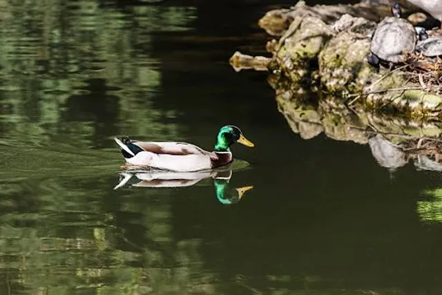 Aglomeração Urbana do Sul