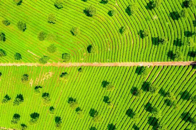 Đồi Chè Bảo Lộc