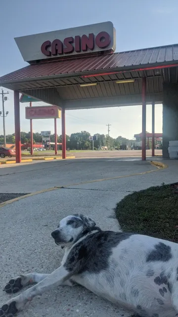 Cash Magic Silver Fox