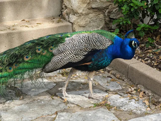 Mayfield Park and Nature Preserve