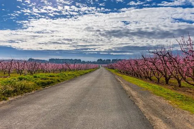 Ono Sakura Dzutsumi Corridor