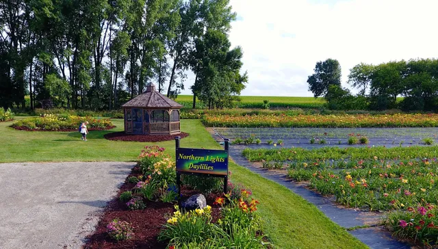 Northern Lights Daylilies