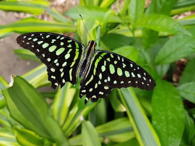 Butterfly paradise Papiliorama