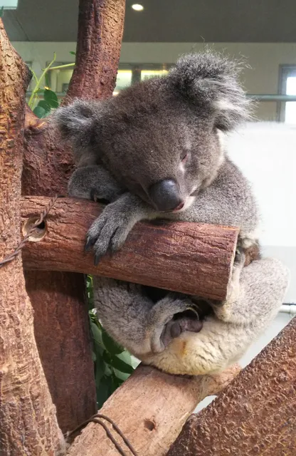Awaji Farm Park England Hill