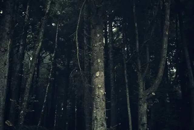 Kersey Valley Spooky Woods
