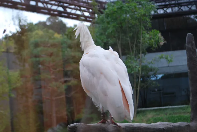 Toki Satoyama Center (aves)