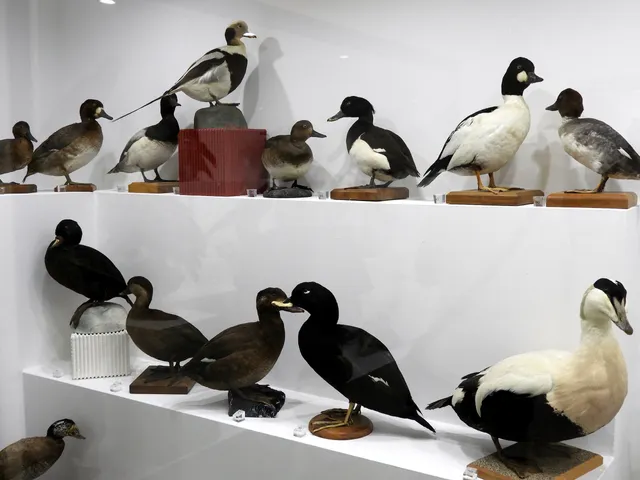 Museo Ornitologico della Sardegna