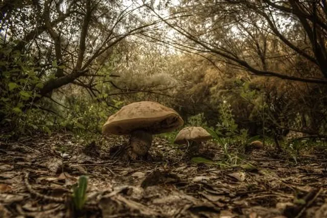 Guadiamar Green Corridor