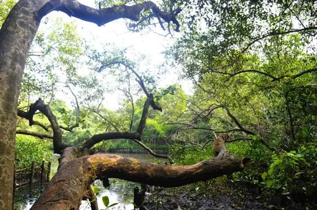 Mangalavanam Bird Sanctuary