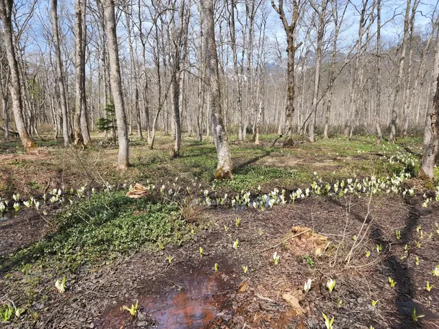 Togakushi Forest Botanical Garden