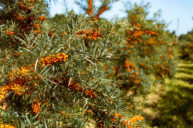 ZELT smiltsērkšķu dārzs