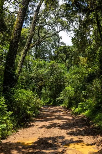 Woodbush Forest Reserve