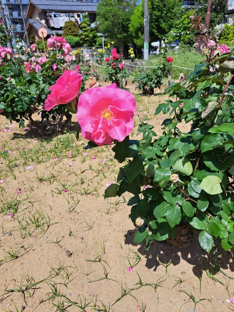 Nishikameari Seseragi Park