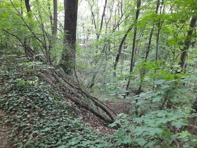 Rezerwat przyrody Góra Chełmo