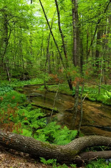 Manistee National Forest