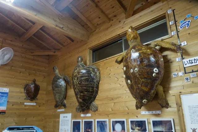 Yakushima Sea Turtle Hall