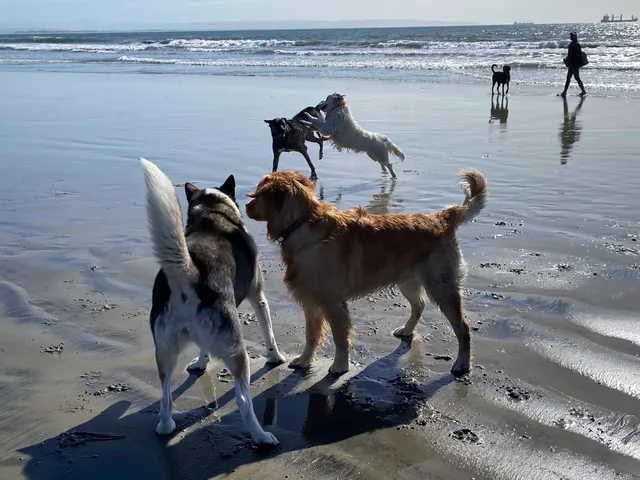 Coronado Dog Beach