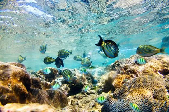 Hikkaduwa Coral Reef