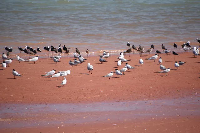 Broome Bird Observatory
