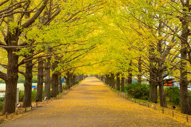 Gingko Tree Avenue in Showa Kinen Park