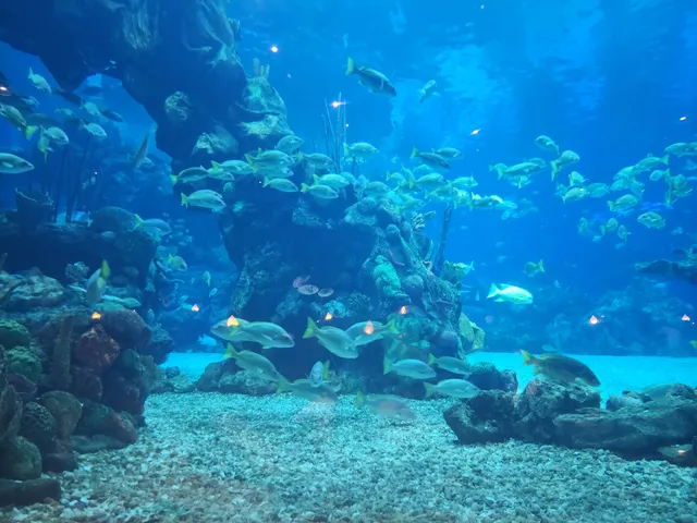 The Seas with Nemo & Friends