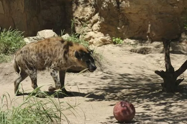 San Antonio Zoo