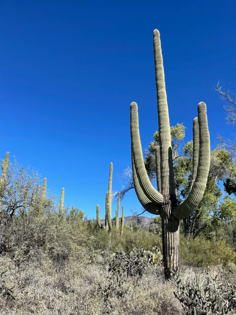 Jewel of the Creek Preserve