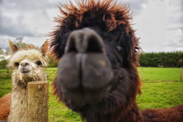 Monk Park Farm Visitor Attraction